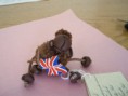 Oveja con Bandera de Inglaterra